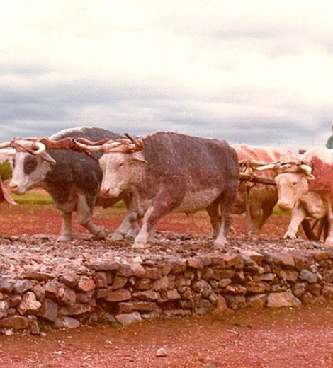 Carrero patagónico