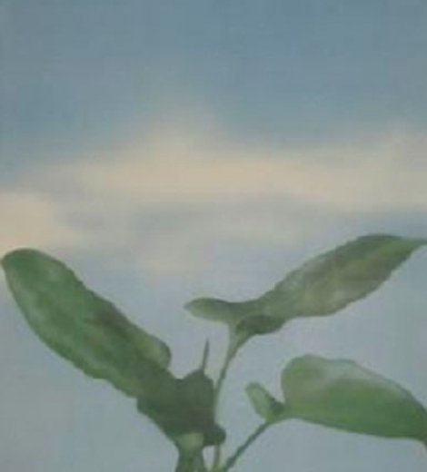 Planta y cielo