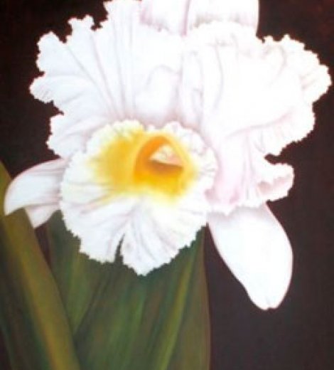 Narcisos