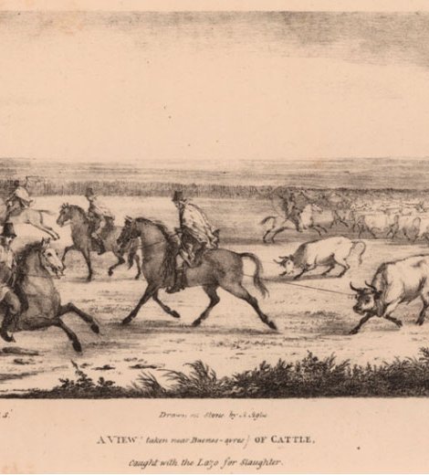 Ganado cerca de Buenos Aires
