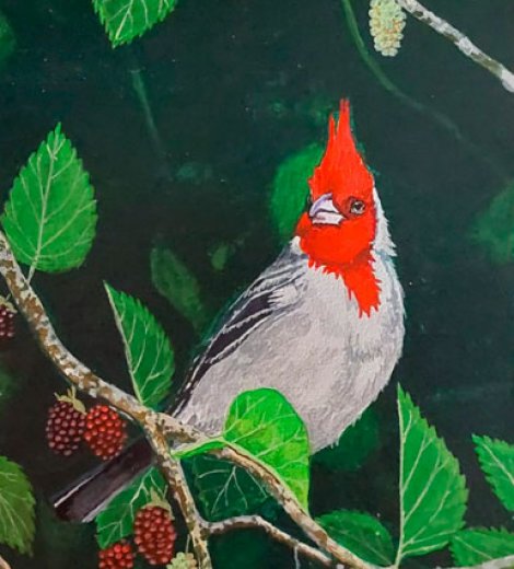 Cardenal copete colorado