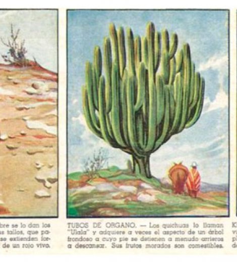 Cactus