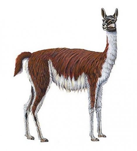 Guanaco