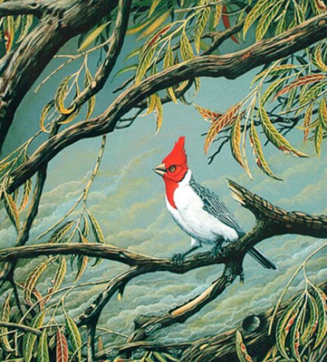 Cardenal Copete colorado